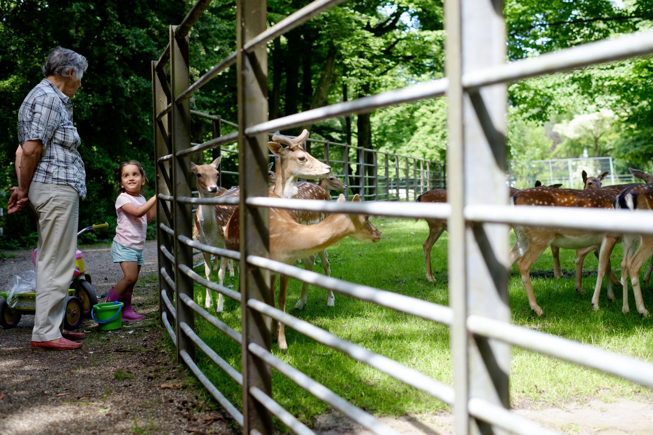 Dordrecht - stadsbeeld - Park Merwestein - kinderen - herten